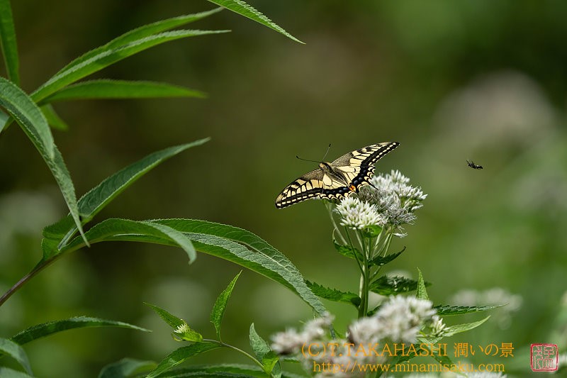 ../Images/7R250713 (39).jpg